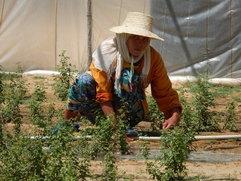 Wage gaps and employment challenges for Tunisian women